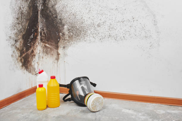 Best White Mold Remediation in Hunter, TN