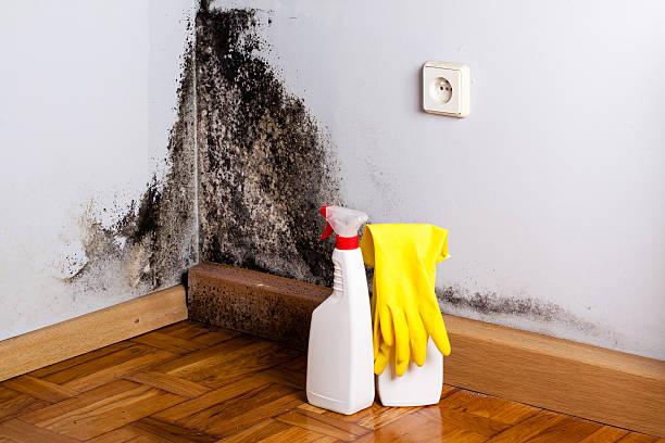 Best Attic Mold Remediation in Hunter, TN