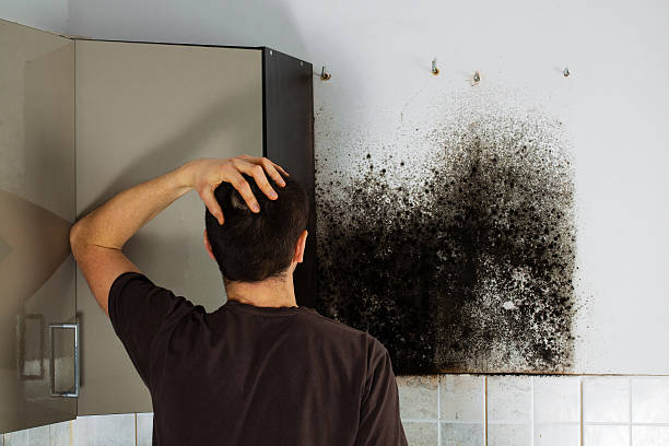 Best Kitchen Mold Remediation in Hunter, TN