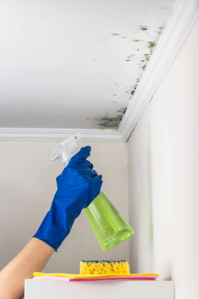 Best Mold Remediation for Schools in Hunter, TN